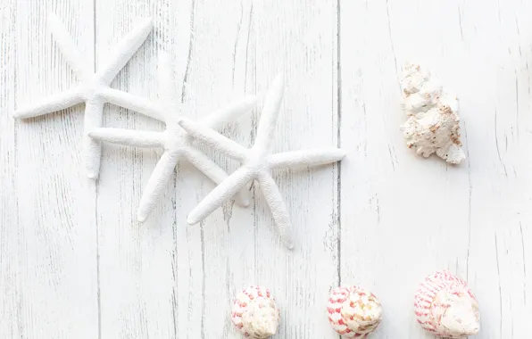 White, shell, starfish, sea