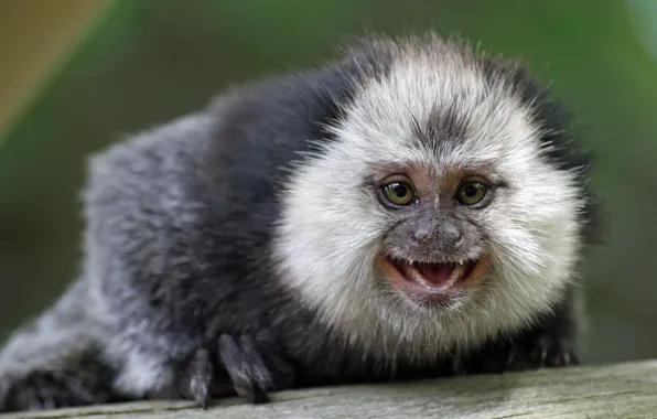 Face, monkey, marmoset