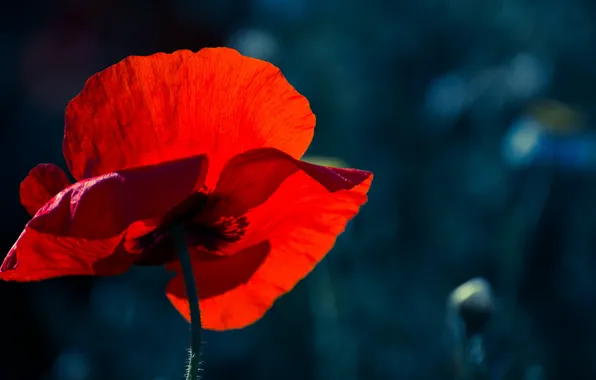 Flower, light, close-up, red, the dark background, Mac, petals, al