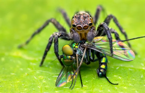 Macro, background, food, spider, predator, insect, green background, dumb-dumb
