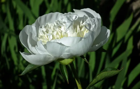 White, leaves, macro, bokeh, peony