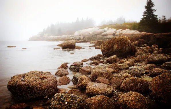 Sea, forest, water, nature, fog, stones, morning, new England