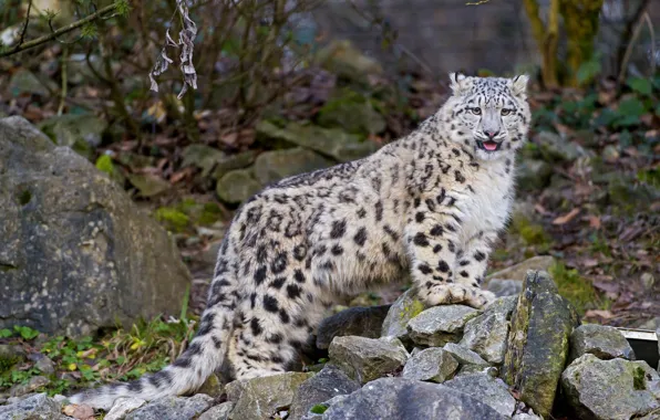 Picture language, cat, stones, kitty, IRBIS, snow leopard, ©Tambako The Jaguar