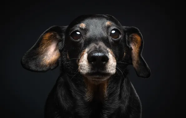 Look, each, dog