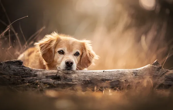 Picture look, face, dog, log, bokeh