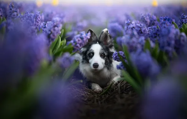 Look, flowers, nature, pose, black and white, portrait, dog, spring