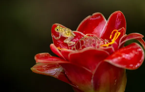 Flower, red, frog, petals, yellow, frog