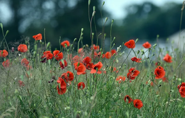 Field, summer, flowers, nature, Mac, Maki, meadow, red