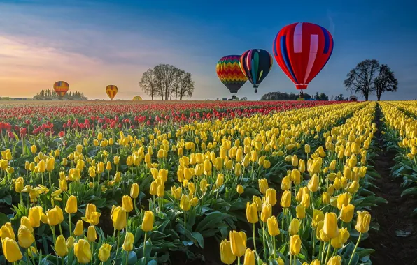 The sky, trees, landscape, flowers, balloons, blue, dawn, spring