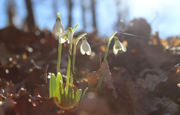 Picture forest, macro, rays, flowers, glare, spring, petals, snowdrops
