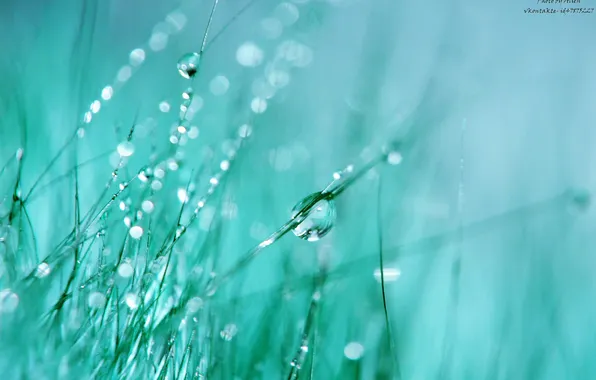 Drops, macro, droplets, blue, fur