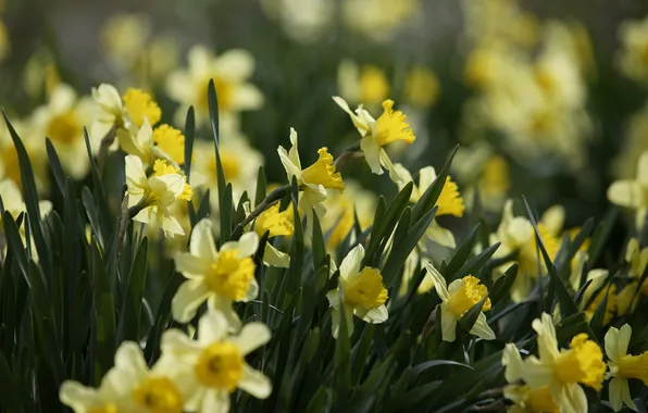 Picture leaves, flowers, nature, spring, yellow, petals, buds, daffodils
