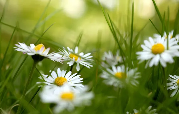 Picture grass, flowers, chamomile