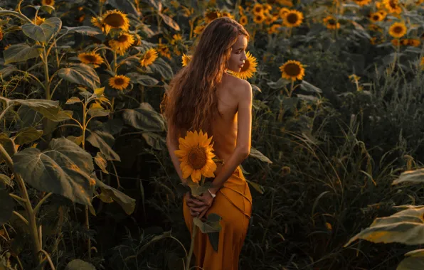 Field, girl, sunflowers, pose, long hair, Evgeniy Linev