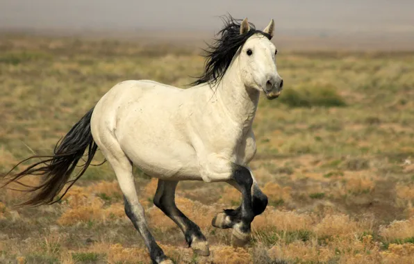 HORSE, TAIL, MANE, GALLOP