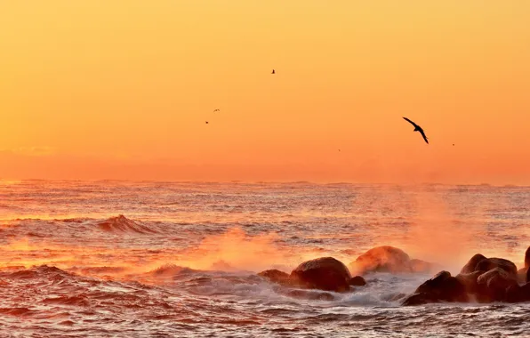 Sea, wave, the sky, light, flight, birds, stones, dawn