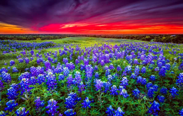 Field, the sky, landscape, sunset, flowers, red, bright, clouds
