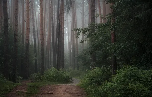 Picture forest, trees, nature, path