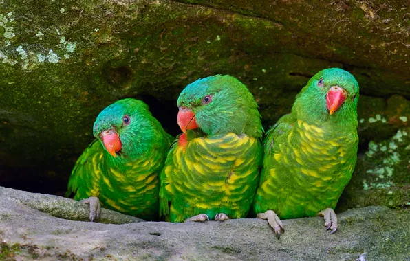 Birds, parrots, trio, three parrots