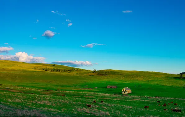 Field, the sky, blue, hills, cows, slope, pasture, house