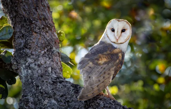 Look, leaves, background, tree, owl, bird, branch, bokeh