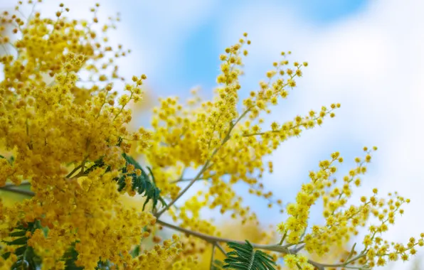 Flowers, yellow, Mimosa