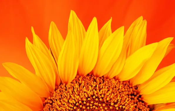 Flowers, plant, sunflower