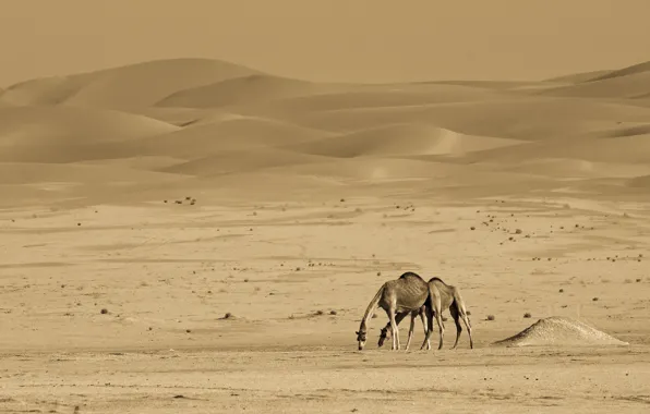 Nature, desert, camels