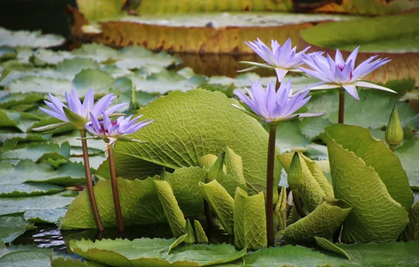 Leaves, flowers, flowering, water lilies