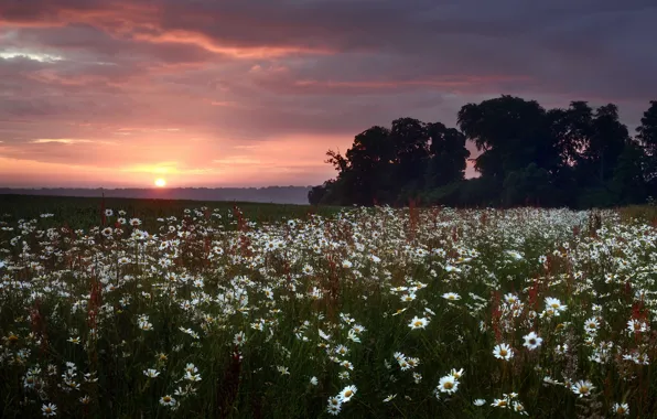 Field, landscape, sunset, nature, chamomile