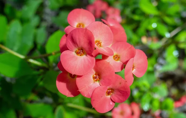 Flowers, green background, Euphorbia, Euphorbia Mile
