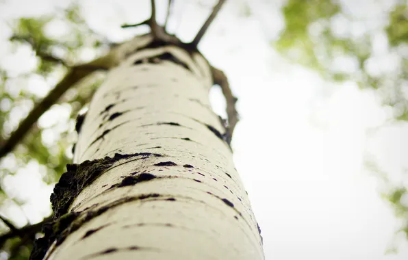 Tree, birch, bark