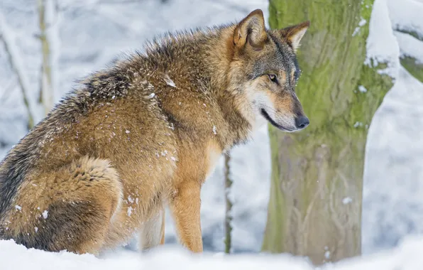 Winter, snow, wolf, predator