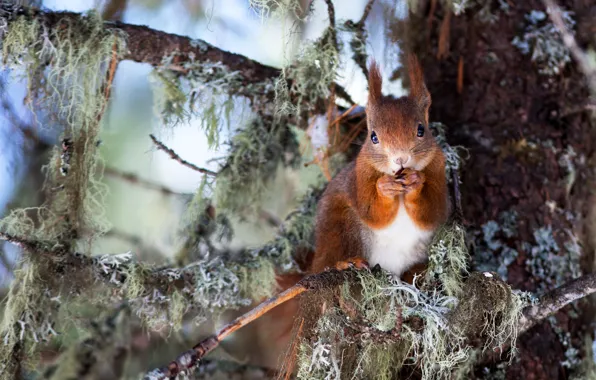 Look, branches, pose, background, tree, moss, protein, animal