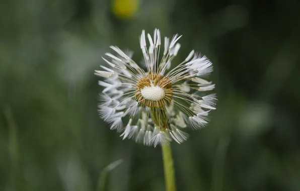 Macro, flowers, nature, dandelion, spring, bokeh