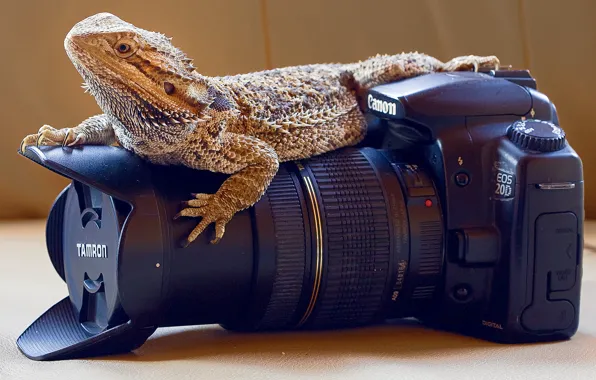 Picture camera, professional, reptile