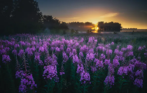 Landscape, nature, fog, lake, dawn, vegetation, morning, Ural
