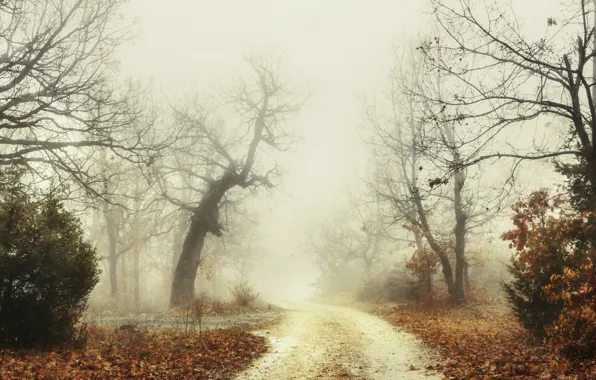Picture road, forest, fog
