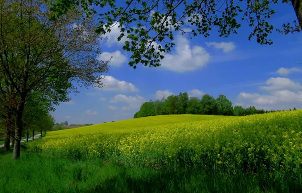 Picture field, the sky, trees, Germany, rape