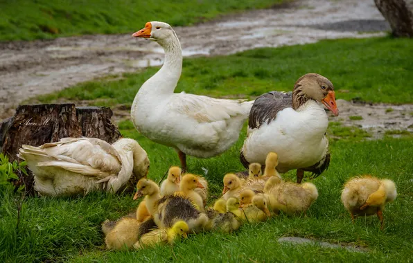 Birds, glade, Chicks, goose, geese, family, mother, the goslings