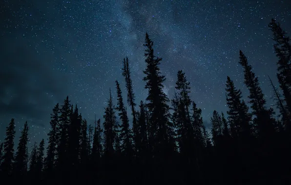 Picture forest, trees, landscape, night, nature, forest, the milky way, trees