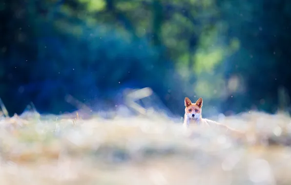Picture look, blue, nature, background, muzzle, Fox, Fox, bokeh