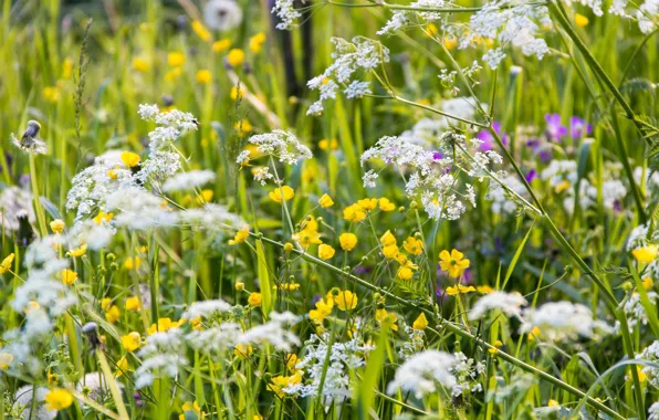 Summer, grass, meadow, wildflowers