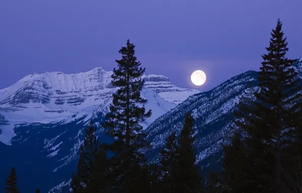 Picture winter, forest, the sky, snow, trees, mountains, night, nature