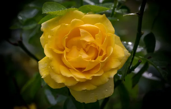 Macro, rose, yellow
