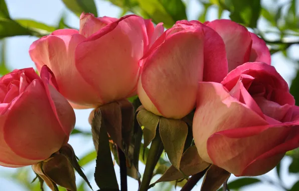 Macro, roses, bouquet, petals, Bud