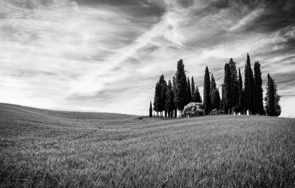 Field, trees, hills, Italy, cypress, Tuscany, San Quirico