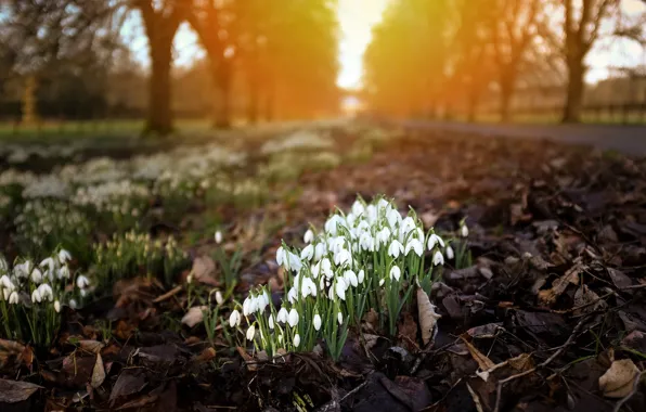 Picture light, flowers, nature, the city, Snowdrops
