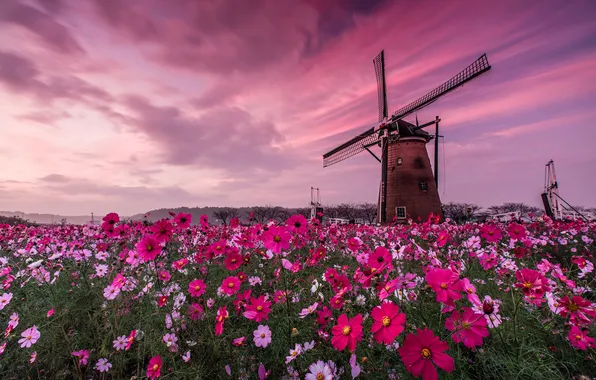 Field, summer, flowers, meadow, pink, cosmos, windmill