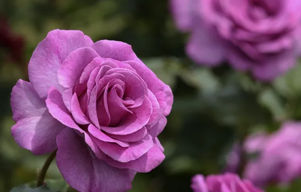 Flowers, roses, pink, the rose Bush
